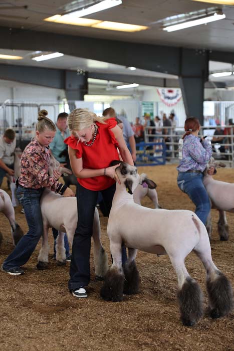 Woman in a red top grooming a white sheep during a livestock show, with other handlers in the background.