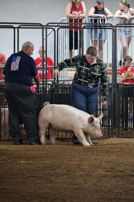 A pink pig in a pen at a livestock show, guided by a handler while a judge watches nearby.