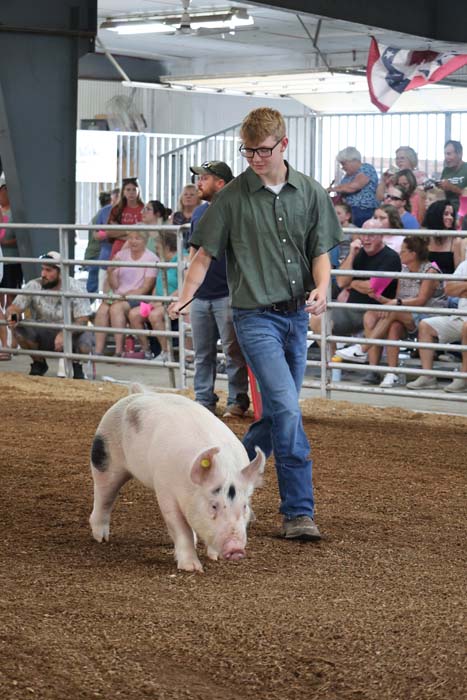 A man in a green shirt and jeans leads a small pink pig across a dirt ring as spectators watch from the stands at a livestock show.