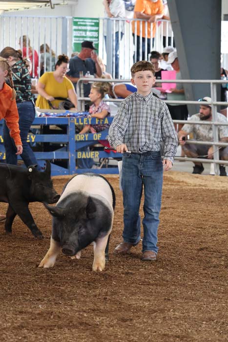 Young boy in a plaid shirt and jeans guiding a pig with a stick in a rodeo arena as spectators watch from the stands.