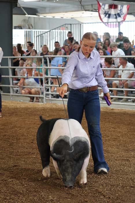 Young woman in jeans and a purple shirt leads a small black-and-white pig with a stick in a livestock ring, as spectators watch from the stands behind a railing.