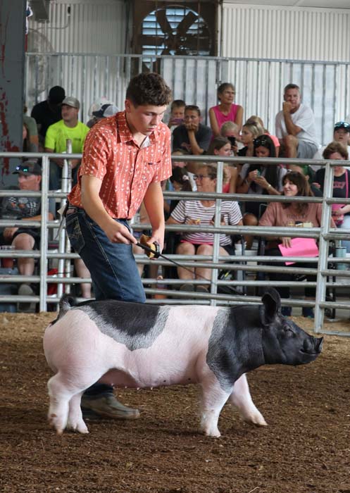 Boy in orange shirt leading a black-and-white pig in a ring at a fair, spectators seated behind metal fencing.