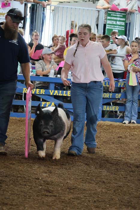 Man in a pink shirt leads a black and white pig through a show ring as a crowd watches from behind blue barrier.