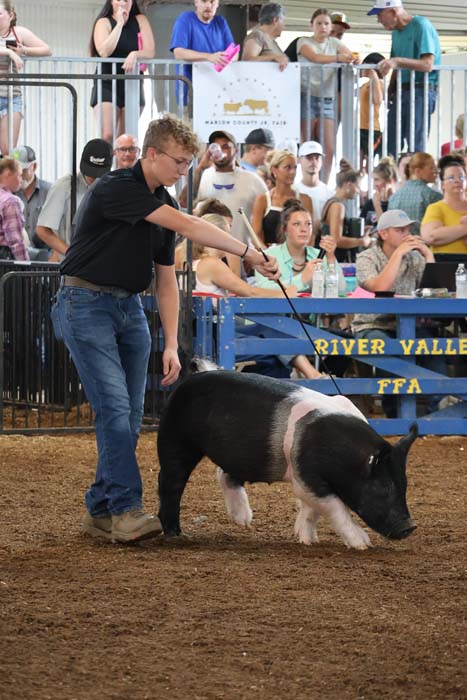 Man in jeans and a black shirt leads a black-and-white pig on a leash through a dirt show ring as spectators watch from the stands.