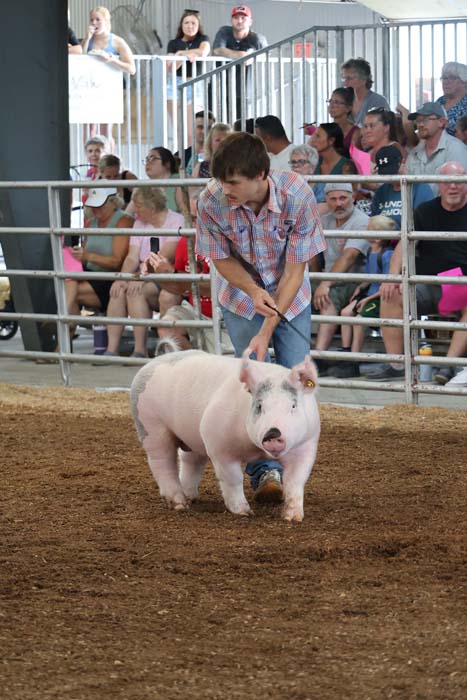 Man leads a pink pig in a dirt ring while a crowd watches from behind metal rails at a livestock event.