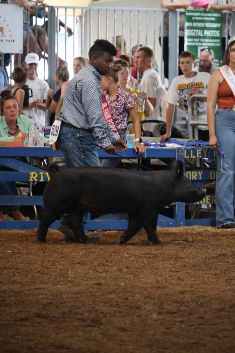 Young man leads a black pig around a dirt pen at a fair, with spectators behind a blue barrier watching.