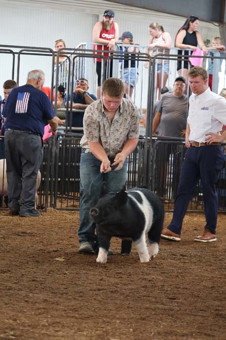 Man guiding a black-and-white piglet in a show ring at a farm fair, surrounded by spectators behind metal pens.