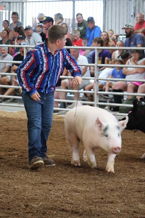 Man guiding a pig with a rope in a dirt arena, crowd watching from benches behind a metal fence