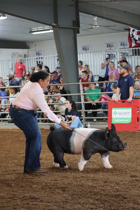 Woman in a pink shirt leads a black and white pig on a leash inside a dirt arena as a crowd watches from bleachers.
