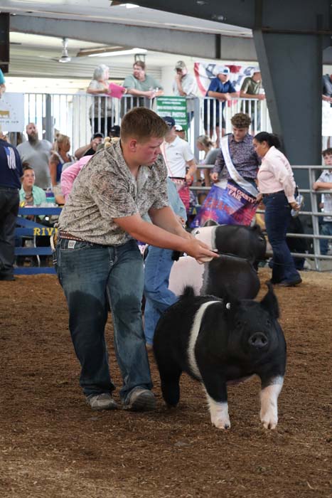 Man guiding a black-and-white pig in a dirt show ring as spectators watch from the stands.