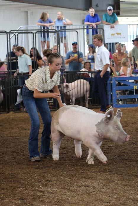 Young woman guiding a pig in a show ring at a fair with spectators behind metal pens.