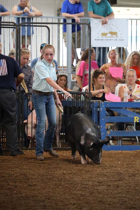 Young girl in a light blue shirt and jeans leads a black pig around a dirt show ring, while spectators watch from behind a metal barrier.