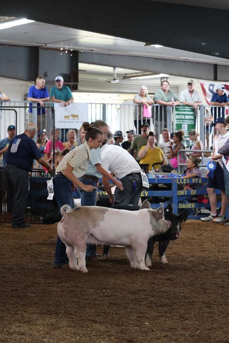 Handlers guide a white-and-brown dairy cow and a smaller dark calf in an indoor cattle show, while spectators watch from the stands.