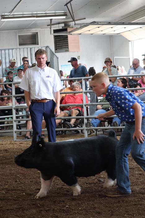 Young man in a white shirt and blue pants watches as a boy leads a black pig with white feet in a crowded show ring.