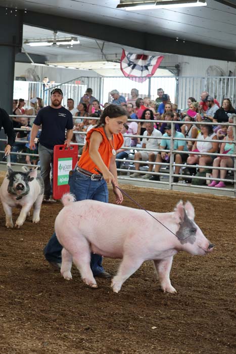 Young girl in an orange shirt leads a pink pig on a leash in a dirt show ring, with a crowd watching from behind a railing.