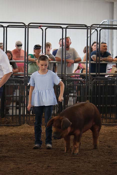 Girl in a light blue top walks beside a brown pig inside a pen at a livestock show with spectators behind the fencing.