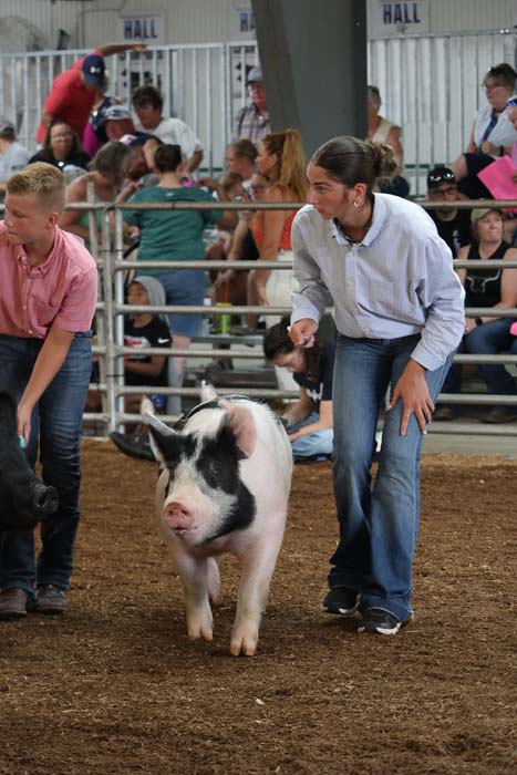 Woman in jeans and light shirt leads a small black-and-white pig in a crowded livestock arena.
