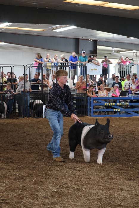 Young man guides a black-and-white pig around a dirt ring at a livestock show, with spectators watching from the stands.