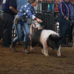 Young woman in a star-patterned blue shirt leads a black-and-white pig inside a fenced livestock ring as a crowd watches.