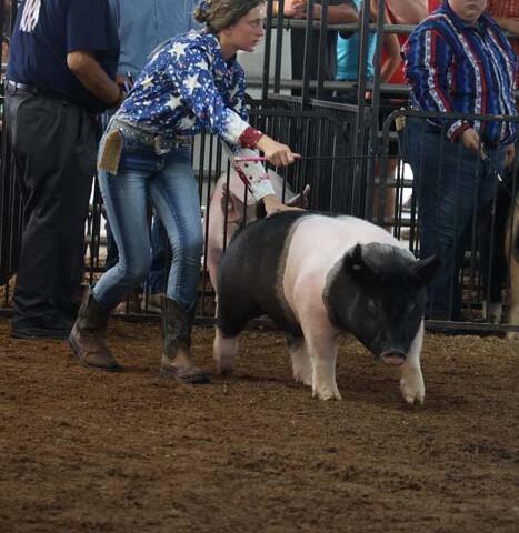 Young woman in a star-patterned blue shirt leads a black-and-white pig inside a fenced livestock ring as a crowd watches.
