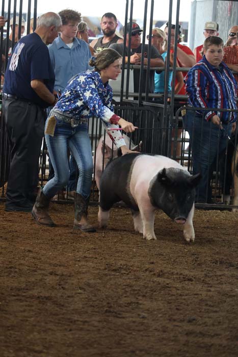 Young woman in a star-patterned blue shirt leads a black-and-white pig inside a fenced livestock ring as a crowd watches.