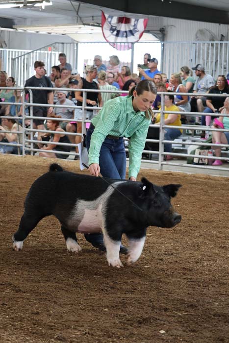 Man in green shirt leads a black-and-white pig in an arena with a crowd watching from bleachers under patriotic bunting.