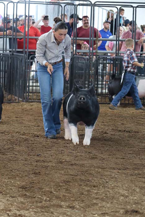 Woman in a striped shirt leads a pig in a livestock show ring, with a crowd watching behind metal pens.