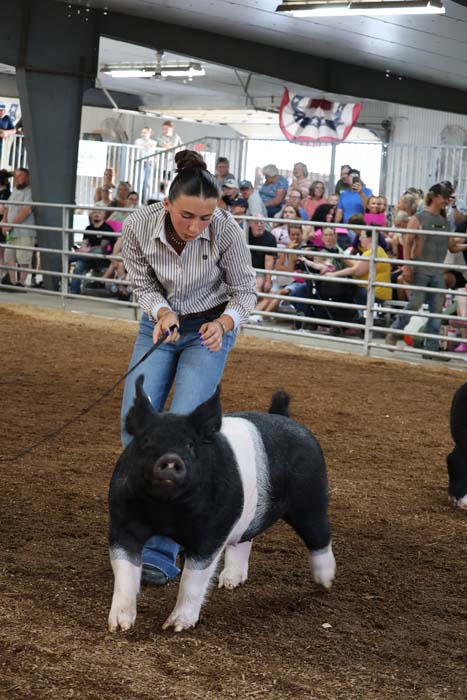 Woman guiding a black and white pig on a leash in a dirt show ring, with spectators watching from the stands in the background.