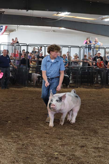 Young man in a blue shirt guides a white pig with black patches in a show ring, with spectators watching behind a fence.