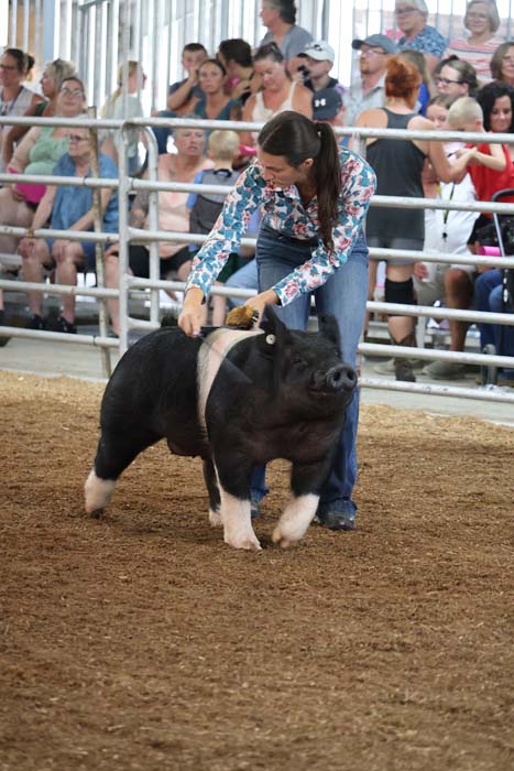Handler leads a black-and-white pig in a show ring while a seated audience watches behind metal barriers.