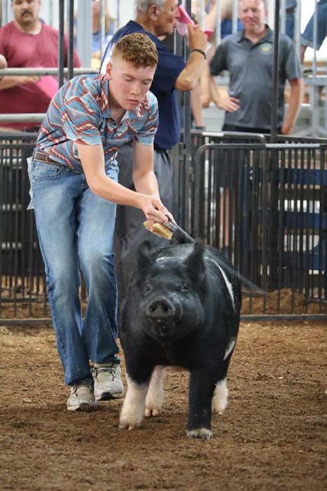 Young man in a patterned shirt brushes a black pig in a show ring as spectators watch behind fencing.