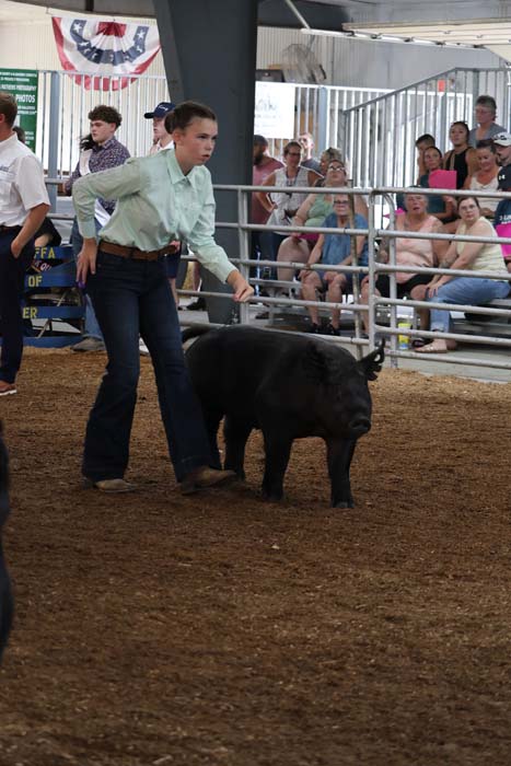 Youth in light blue shirt leads a small black pig in a ring at a livestock show, with spectators watching from the bleachers.