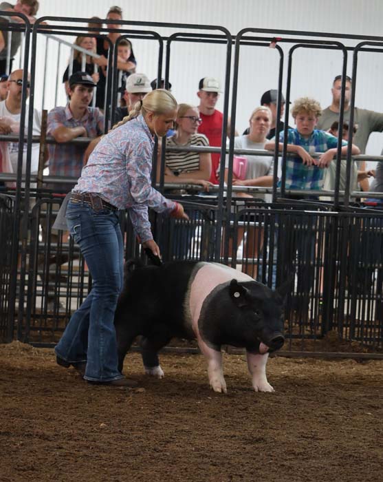 Woman in a patterned shirt and jeans leads a black-and-white pig inside a pen at a livestock show, while spectators stand behind fencing and watch.
