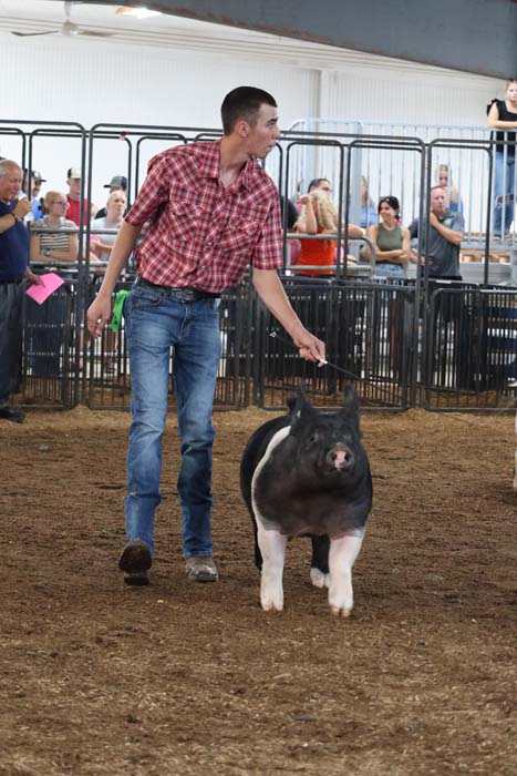 Man in a red plaid shirt leads a large black and white pig on a leash in a show ring, with spectators behind a fence in the background.