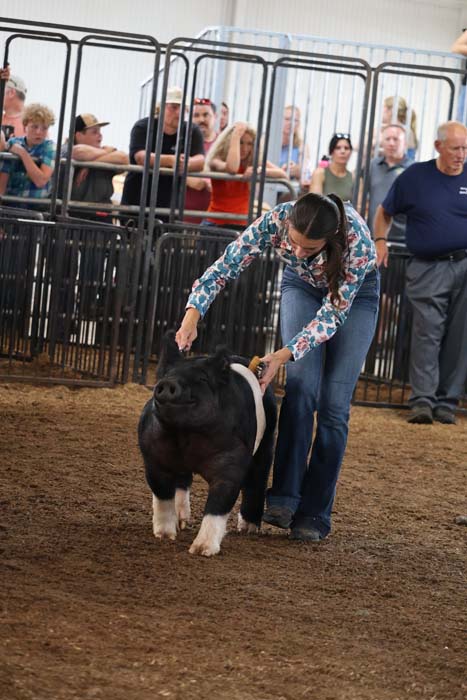 Young woman leading a black and white calf around a livestock ring at a show, with spectators behind metal barriers.