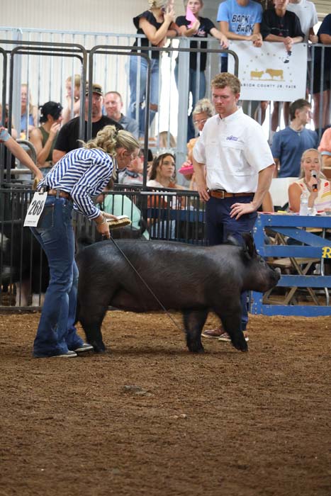 Woman in a striped shirt leads a dark pig on a leash in a livestock show ring as a man in a white shirt observes nearby.