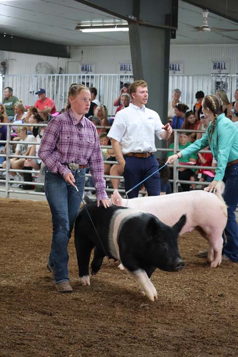 Young woman in a plaid shirt leads a black-and-white pig on a leash in a crowded livestock show arena.
