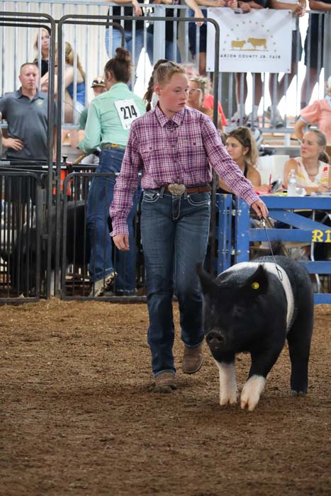 Young exhibitor in a plaid shirt guides a black and white pig in a dirt arena, with spectators behind a fence.