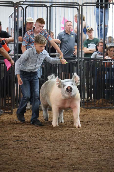 Boy in a gray shirt leads a large pig around a show ring, with spectators behind metal pens watching.