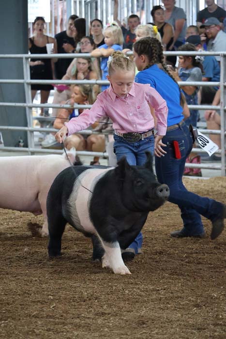 Young girl in a pink shirt guides a black-and-white pig on a leash inside a pen, with spectators watching in the background.