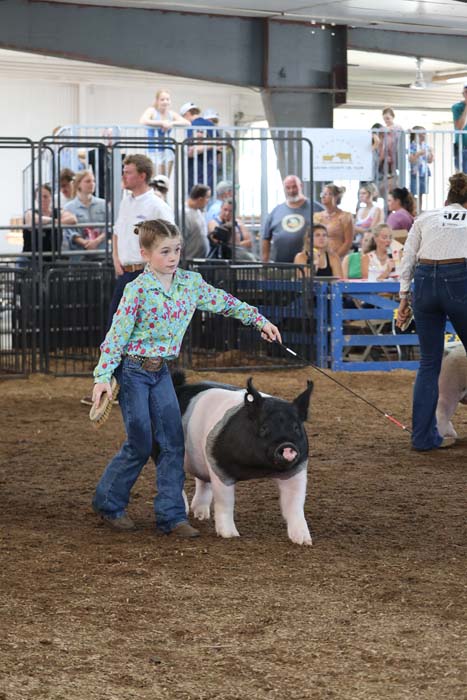 Young girl guides a black-and-white pig on a leash in an indoor livestock show, spectators watching behind a fence.