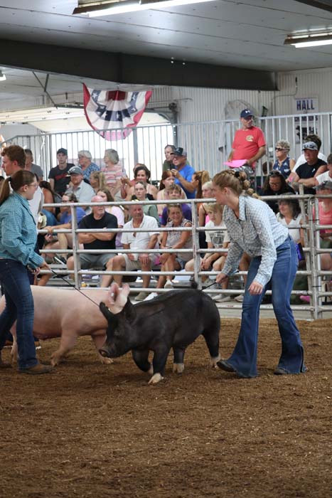 Two handlers guide a black pig and a pink pig in a dirt arena as a crowd watches from the stands at a fair.