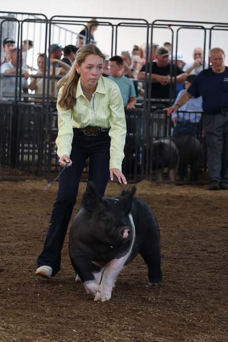 Young woman in a light green shirt leads a black-and-white pig around a dirt arena as spectators watch from behind metal barriers.
