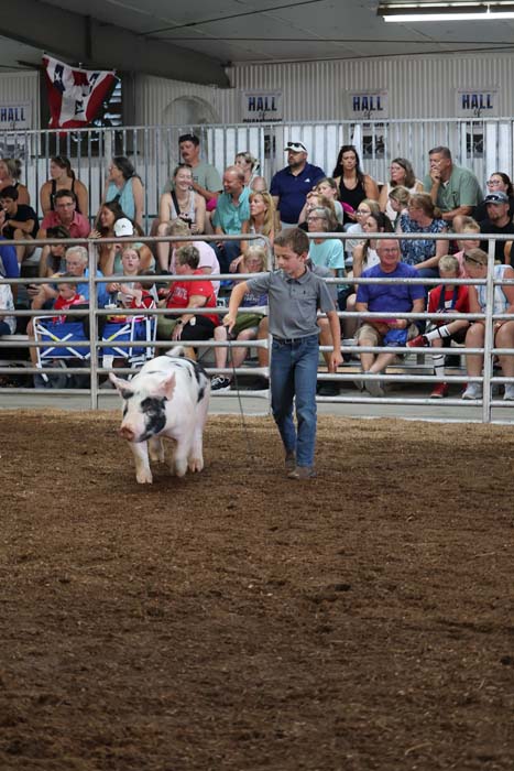 A boy guides a white pig with black spots across a dirt arena as a crowd watches from the stands.