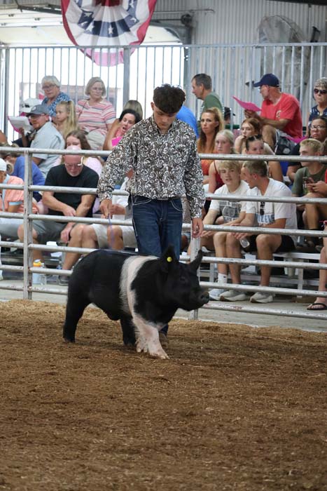 Man in a patterned shirt leads a black and white pig in a fenced arena, as a crowd of spectators watches from the stands.