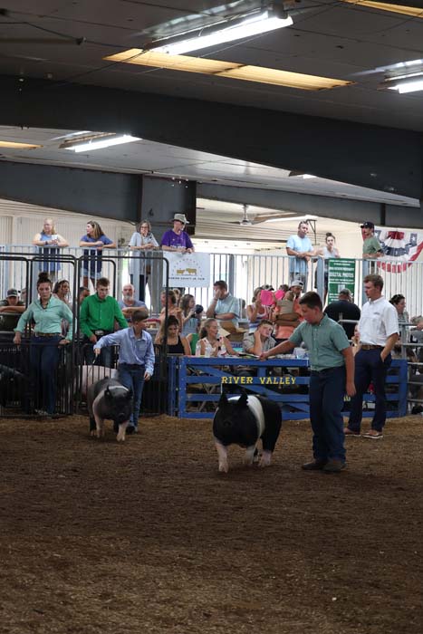 Two miniature pigs led by handlers in a dirt arena at an indoor livestock show, with spectators watching from behind a railing.