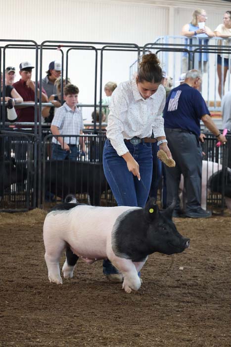Teen girl in jeans and a light blouse leads a two-tone show pig around a dirt ring at a livestock show, with spectators behind the pens.