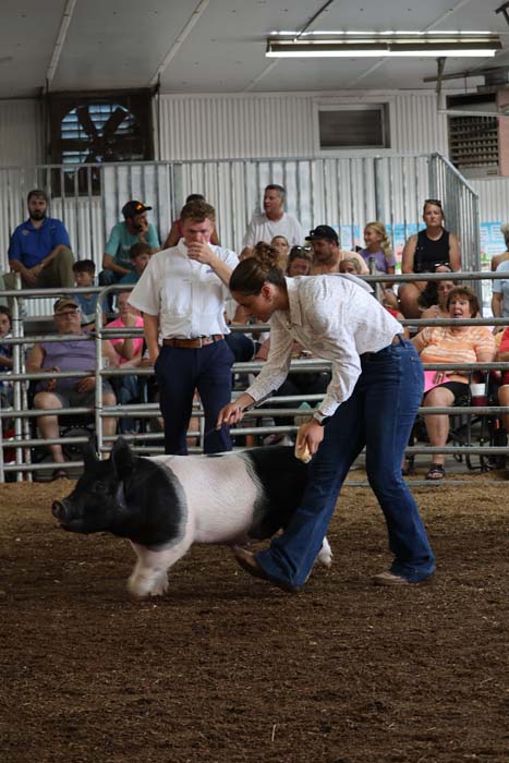 Man in jeans and a white shirt guides a black-and-white pig around a dirt arena as spectators watch from metal bleachers.