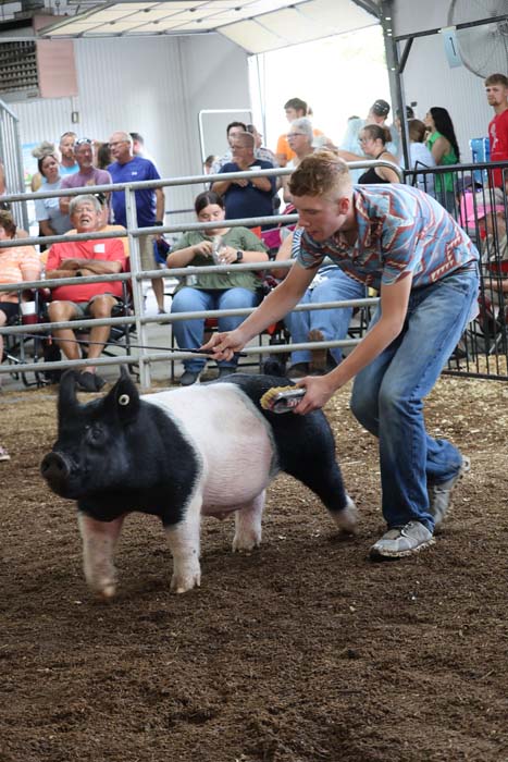 Young man in a striped shirt guiding a black-and-white pig in a dirt pen at a livestock show, with spectators watching from the stands.