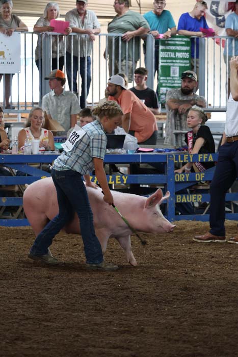 Young man leads a pink pig with a green leash in a dirt arena as spectators watch from the bleachers at a county fair livestock show